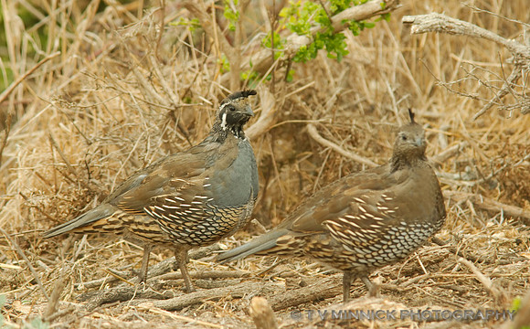 California Quail, male and female