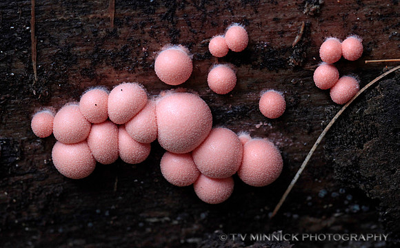Wolf's Milk Slime