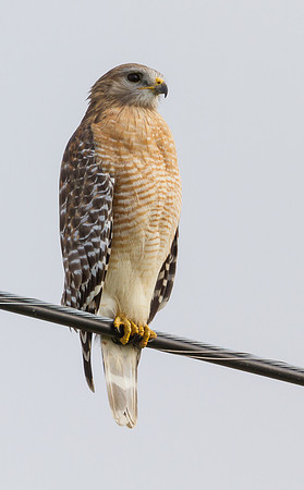 Red-Shouldered Hawk