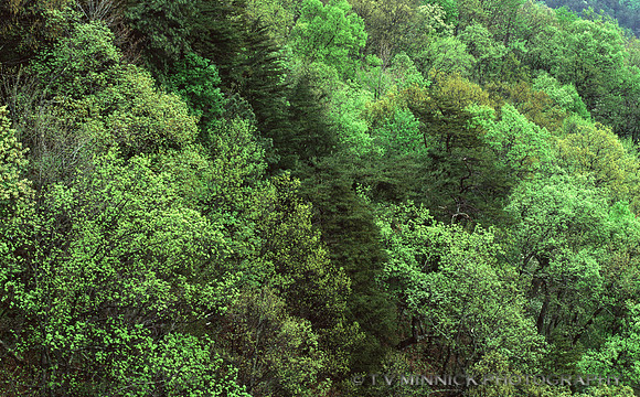 Mountainside in Spring