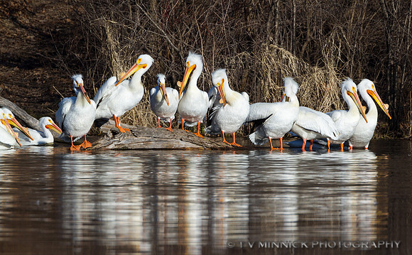 American White Pelicans
