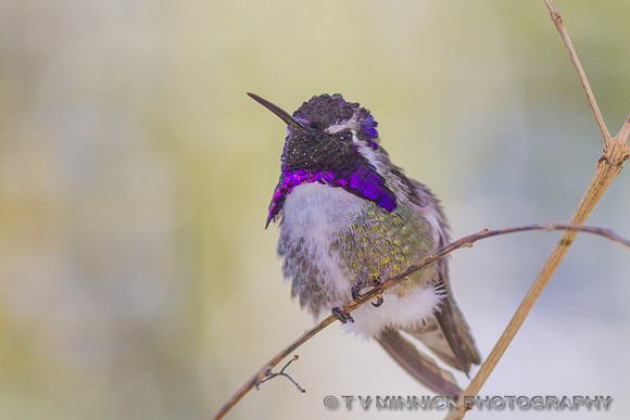 Costa's Hummingbird