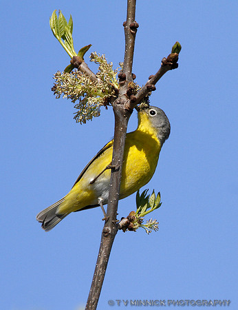 Nashville Warbler