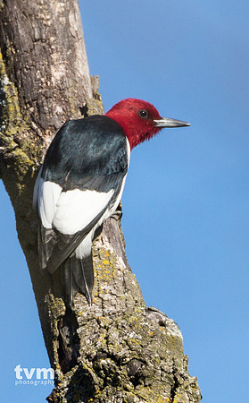 Red-headed Woodpecker