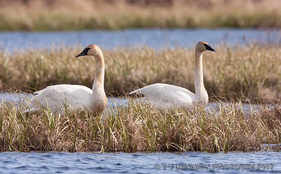 Trumpeter Swan