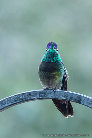 Magnificent Hummingbird
