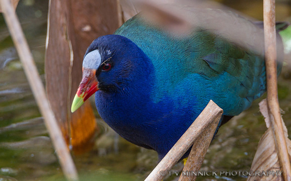 Purple Gallinule