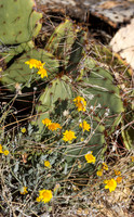 Cactus and Desert  Marigold