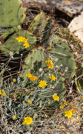 Cactus and Desert  Marigold