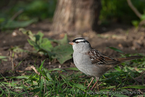 White-crowned Sparrow