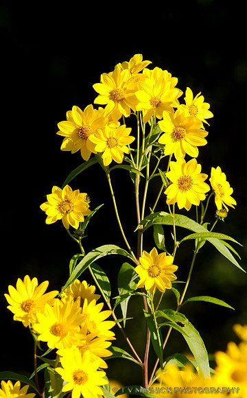 False Sunflower