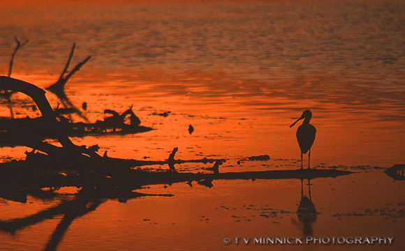 Spoonbill at Sunset