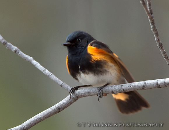 American Redstart