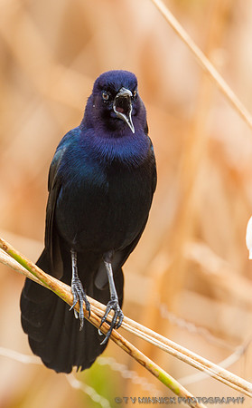 Boat-Tailed Grackle