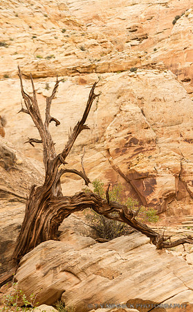 Old Juniper and Sandstone