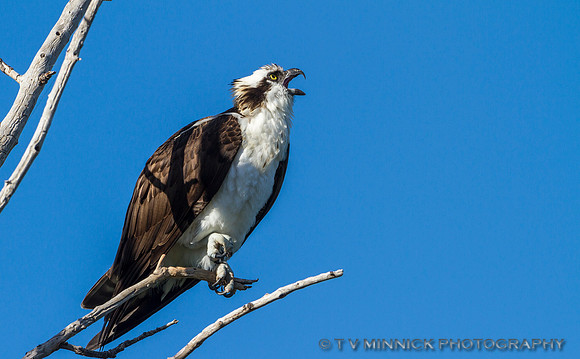 Vocalizing Osprey