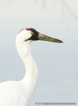 Whooping Crane