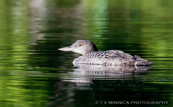 Juvenile Loon