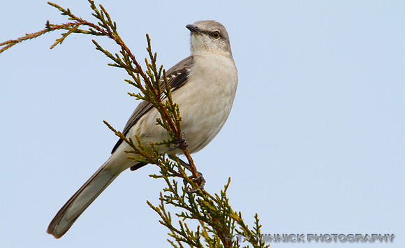 Mockingbird