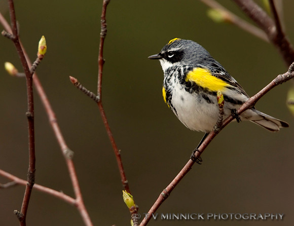 Yellow-rumped Warbler