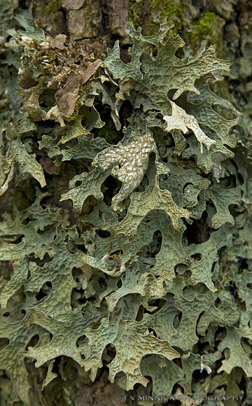 Lungwort
