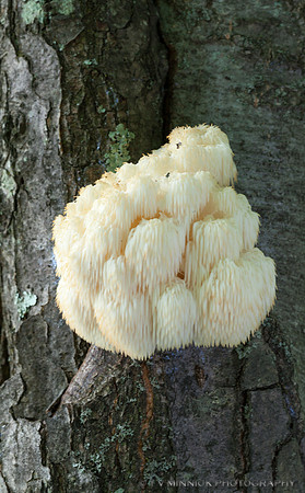 Bear's Head Tooth