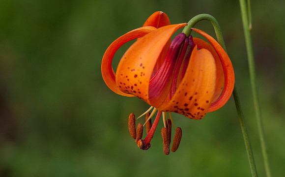 Turk's Cap Lily