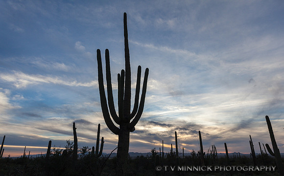 Saguaro After Sunset