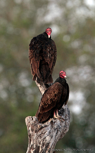 Turkey Vultures
