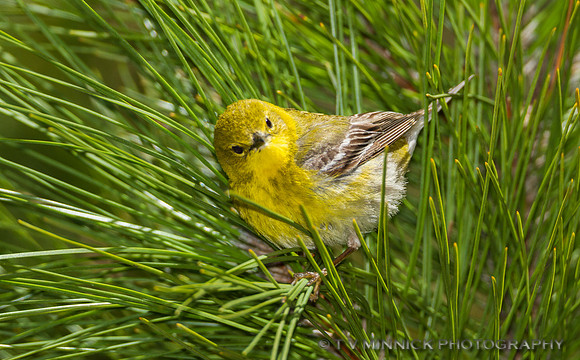Pine Warbler