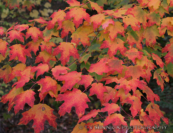 Maple Leaves