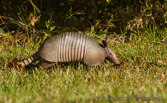Armadillo