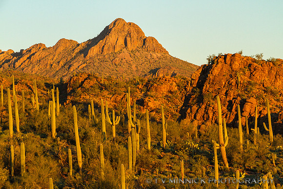 Safford Peak at Dawn