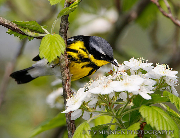 Magnolia Warbler