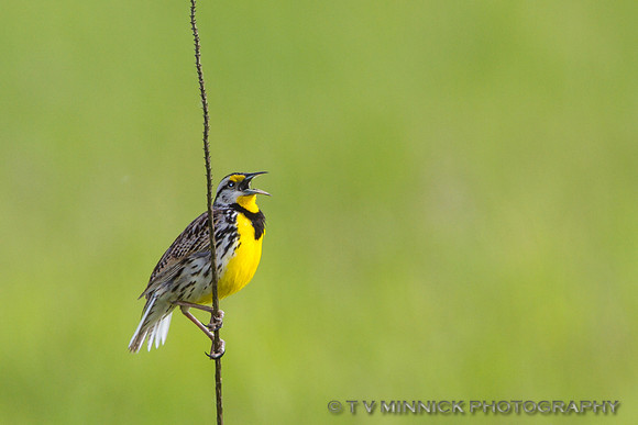 Meadowlark