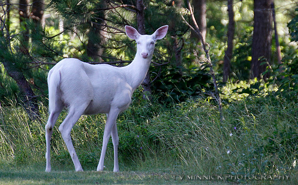 Ghost of the Forest