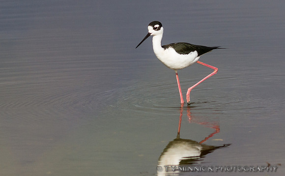 Black-Necked Stilt