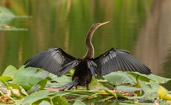 Anhinga