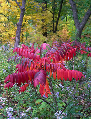 Sumac