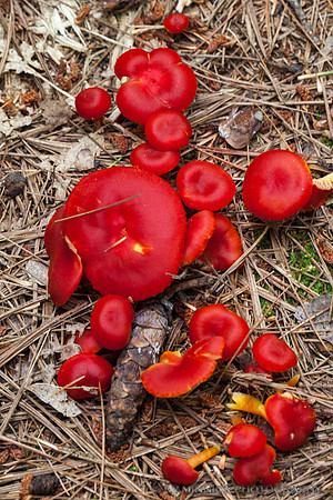Fading Scarlet Waxy Cap