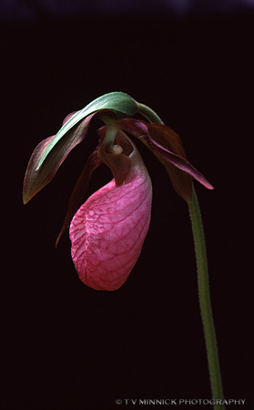 Showy Pink Ladyslipper