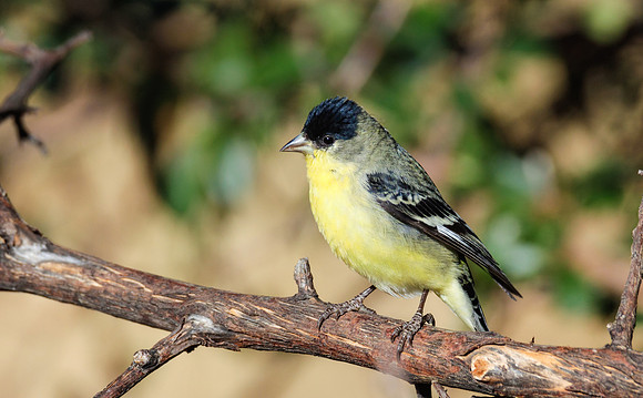 Lesser Goldfinch (green-backed)