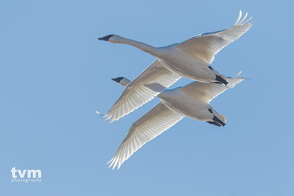 Trumpeter Swans