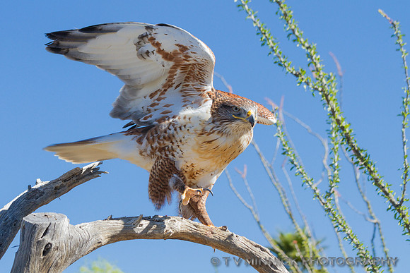 Ferruginous Hawk