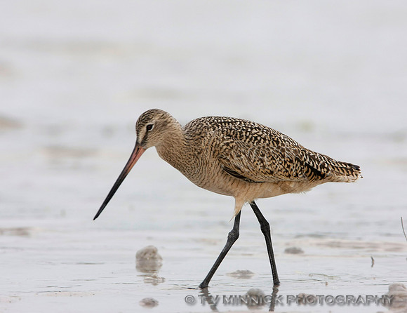 Marbled Godwit