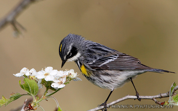 Yellow-rumped Warbler