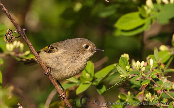 Ruby-crowned Kinglet