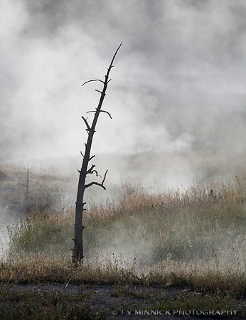 Geyser Basin Snag