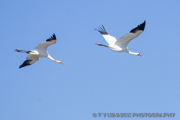 Whooping Cranes
