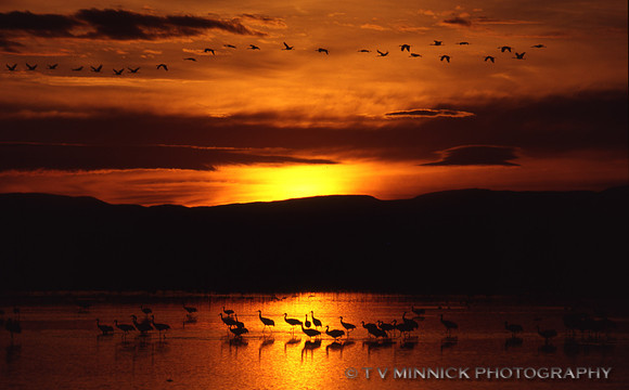 Sandhills at Dawn